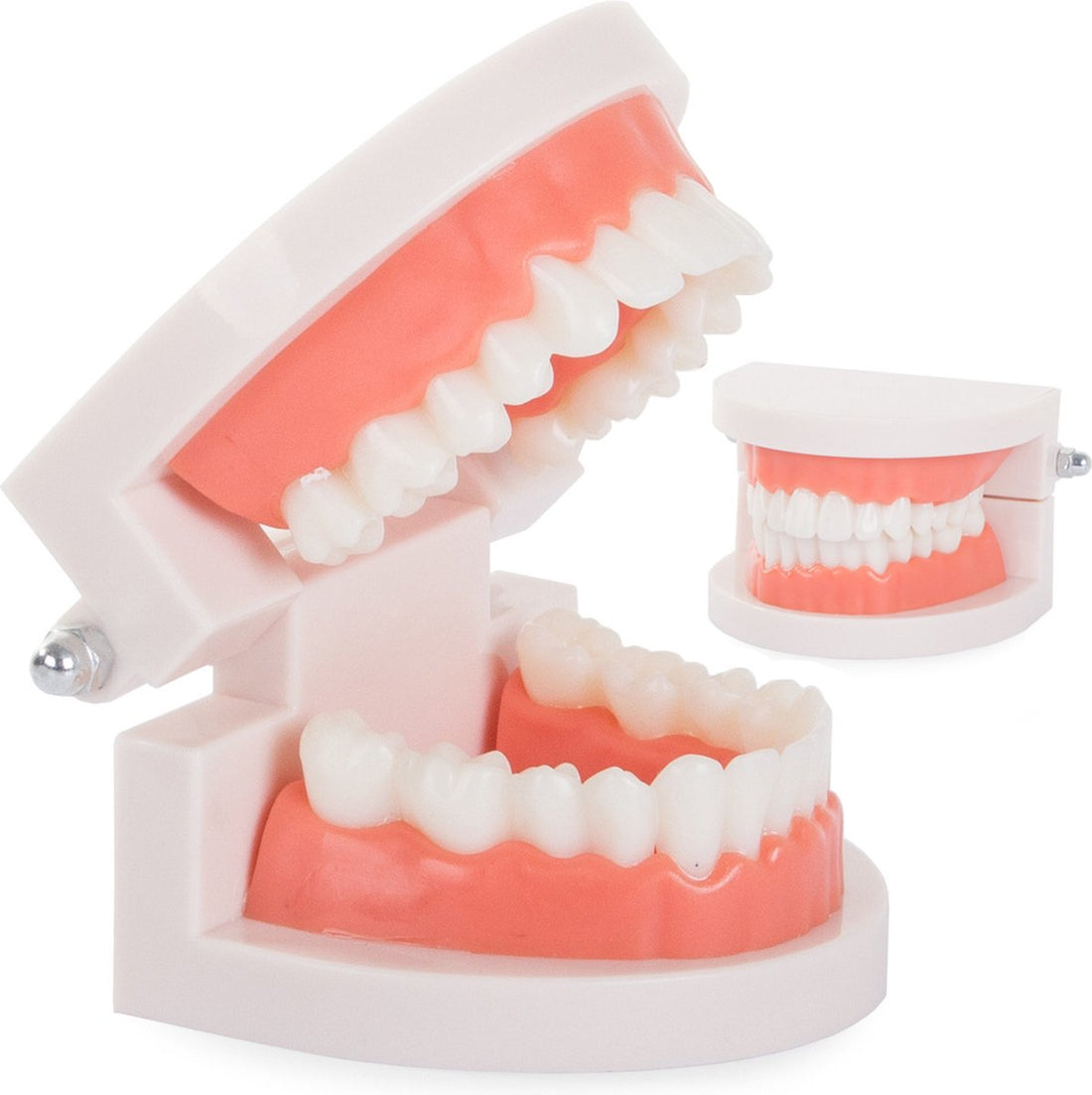 Gebitsverzorgingsmodel - Anatomie Model - Leermodel - Kunstgebit - Tanden - Kiezen