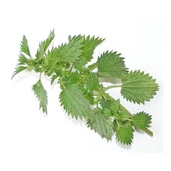 Nettle soap