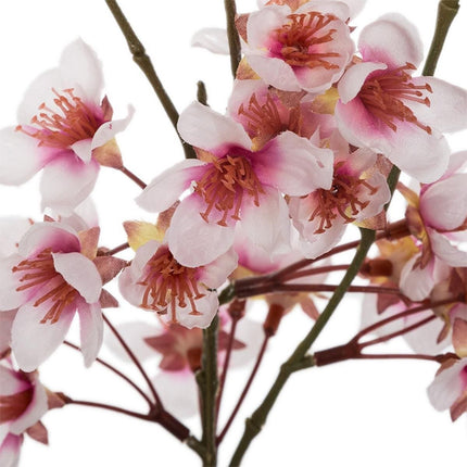 Branche de cerisier dans un vase en verre